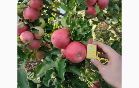Продам яблуко різних сортів телефонуйте
