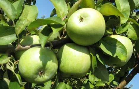 Закуповуємо яблуко сорту Семеренко оптом від 20 тонн