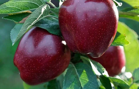 Закупка яблок сорта Джероміні (премиум качество) от 10 тонн