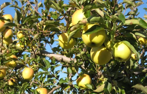 Закупка яблок Голден Делішес оптом от 10 тонн