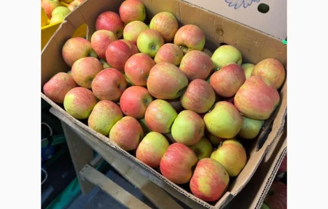 Продаются яблоки чемпион сорта Голдан, Фуджі, Флоріна