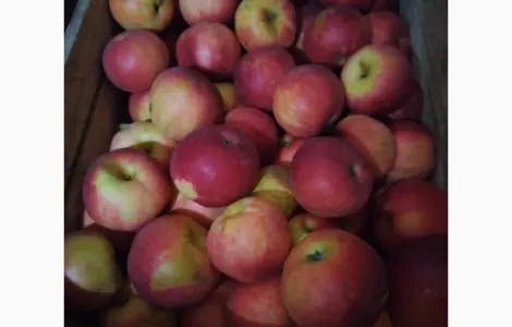 Продам яблука сорту фуджі