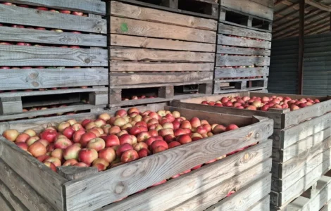 Пропоную яблука сорту Айдаред