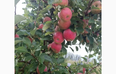 Продам яблука різних сортів