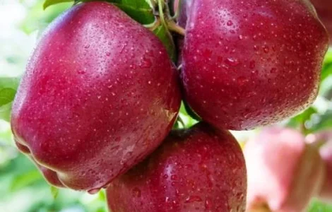 Закуповуємо яблука сорту Ред Чіф оптом від 10 тонн