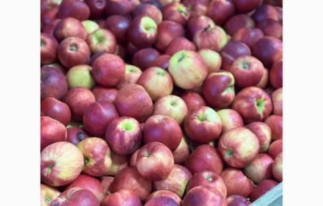 Продаются яблоки всех сортов из холодильника отличного качества