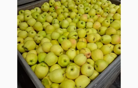 Продается яблоко сорта Голден