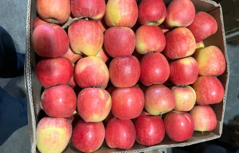 Продаються яблука з холодильника: Чемпіон, Голден, Моді, Ліголь