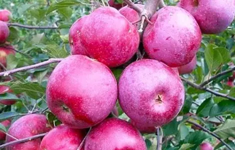 Продаю яблоки сорта Флоріна и Айдаред