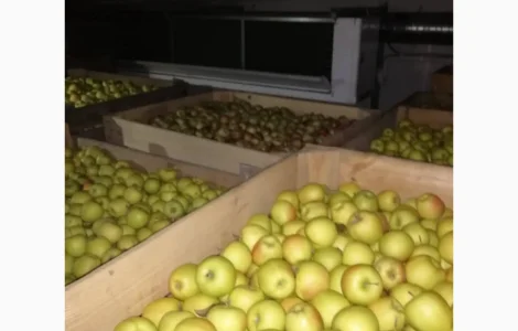 Продаются яблоки урожая 2025 года