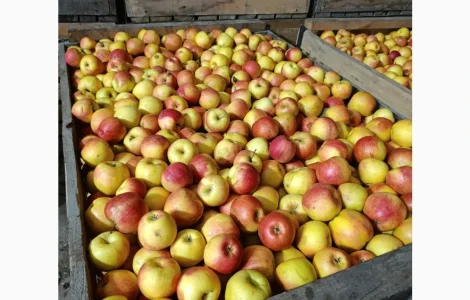 Продаются яблоки сорта Чемпион и Альдарет