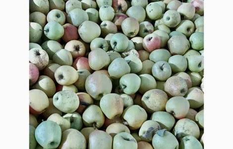 Продаются яблоки второго сорта из холодильника