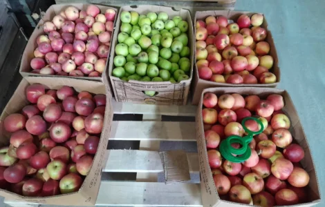 Продаются яблоки сорта Флорина собственного производства