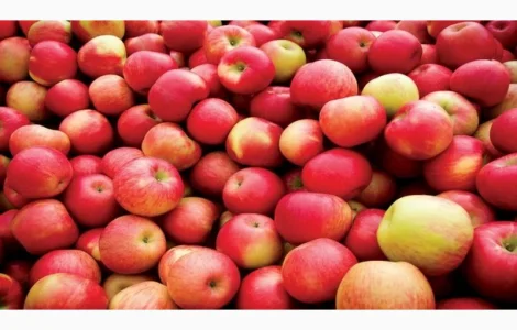 Продаются яблоки зимних сортов