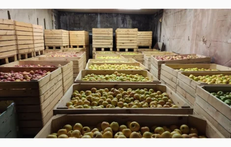 Продаются яблоки оптом