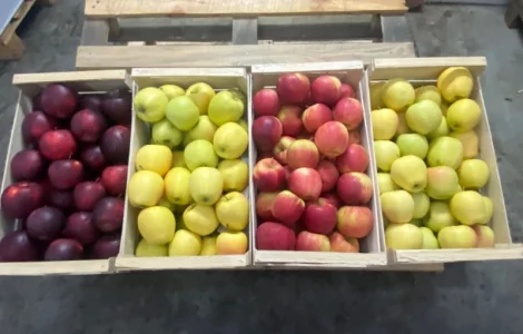 Продаются яблоки разных сортов