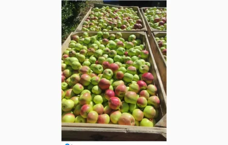 Яблука з холодильника