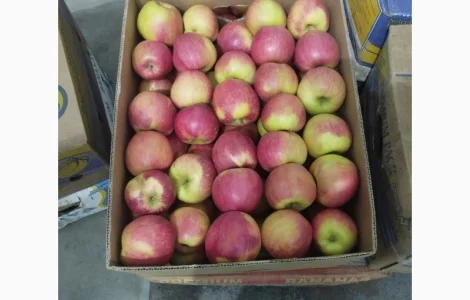 Яблоки сорта Чемпион в продаже