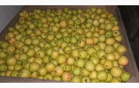 Пропонуються яблука: Голден 7+, Фуджі, Джеромін, Гала - експортна якість