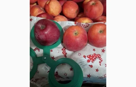 Продам яблука сорту флоріна