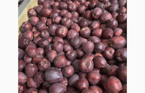 Пропонуються яблука: Голден, Фуджі, Джеромін, Гала, високої якості у Вінниці