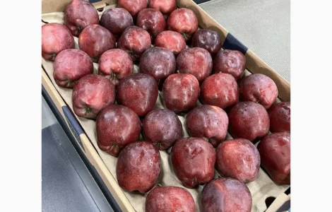 Продажа яблок 2025 года