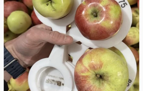 Яблука сорту Теремок