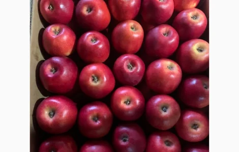 Продаються яблука нового врожаю