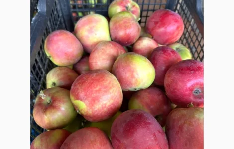 Яблоки сорта Слава Переможцям