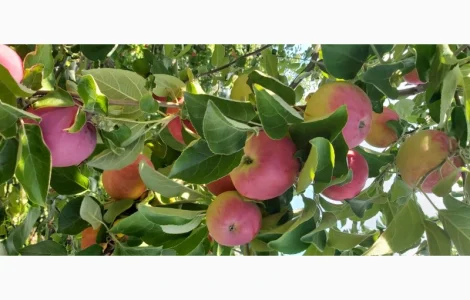 Яблука літні Слава переможцям урожай 2025