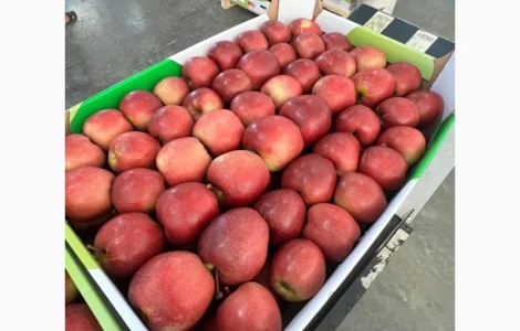 Польські яблука різних сортів (Gala)