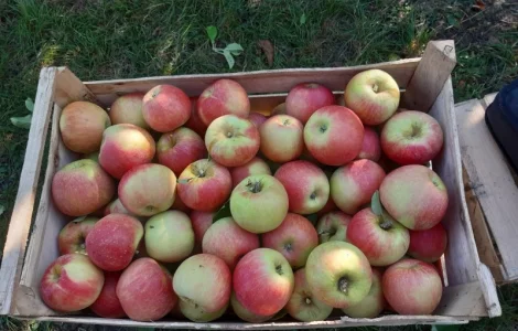 Пропоную яблука різних сортів