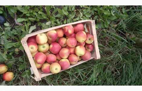 Продаются яблоки сорта Чемпион