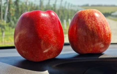 Продаются яблоки сорта Гала Шніко