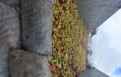 Купую яблука на переробку