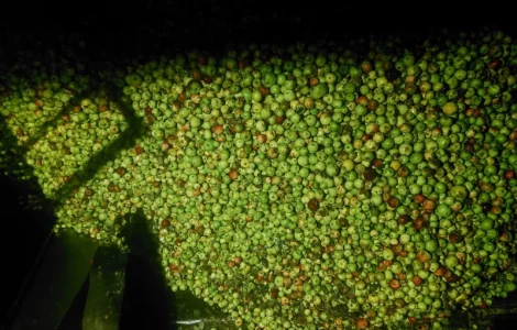 Куплю яблоки для переработки от 24 до 35 тонн самовывозом