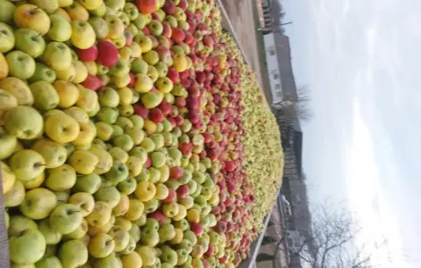 Купую яблука на промпереробку, самовивіз від 24 тонн