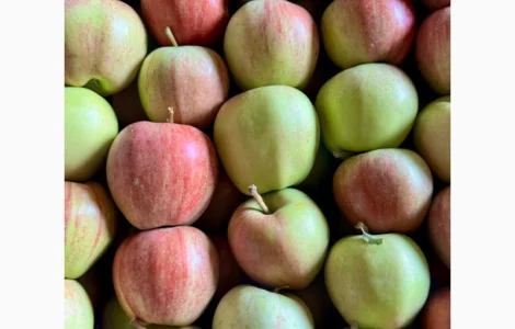 Продаются яблоки сорта Гала