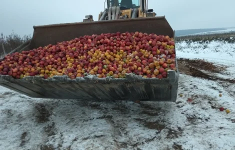 Яблука на переробку на сік