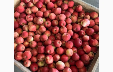 Продается качественное яблоко