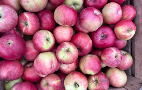 Пропонуються яблука сортів Спартан та Айдарет