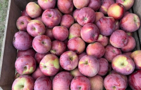 Продаються яблука сортів Спартан та Айдарет