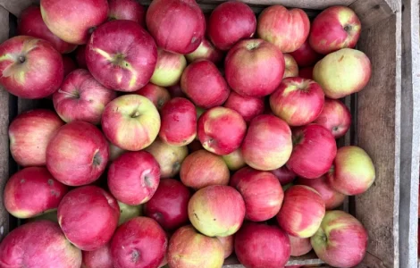 Продаются яблоки сортов Спартан и Айдарет