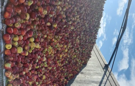 Купую яблука на переробку