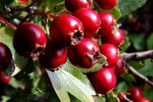 Продаж сушених плодів глоду оптом