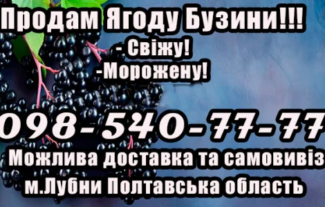 Реалізую ягоду бузини