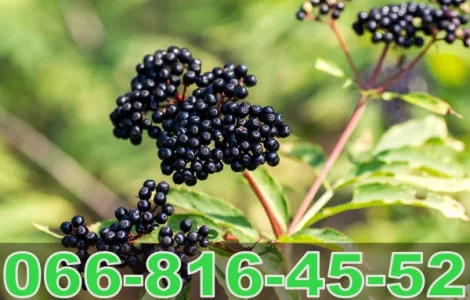 Купуємо бузину в будь яких обсягах