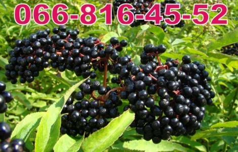 Закуповуємо на переробку та на бочку БУЗИНУ