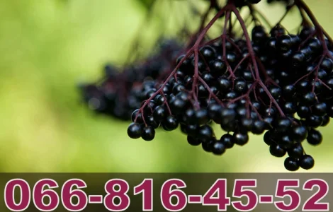 Завод Закуповує бузину за найвищими у цьому сезоні цінами