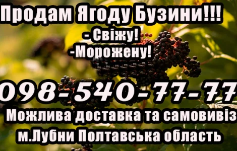 На постійній основі реалізую ягоду бузини власної заготовки